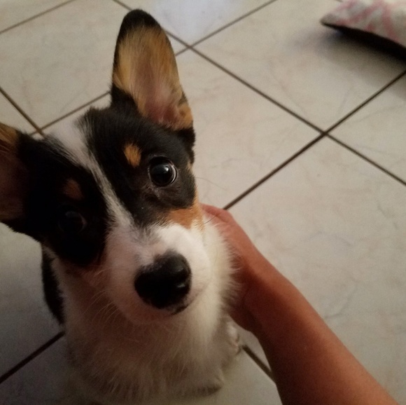 Meet your Posher, Ana - Picture 4 of 6